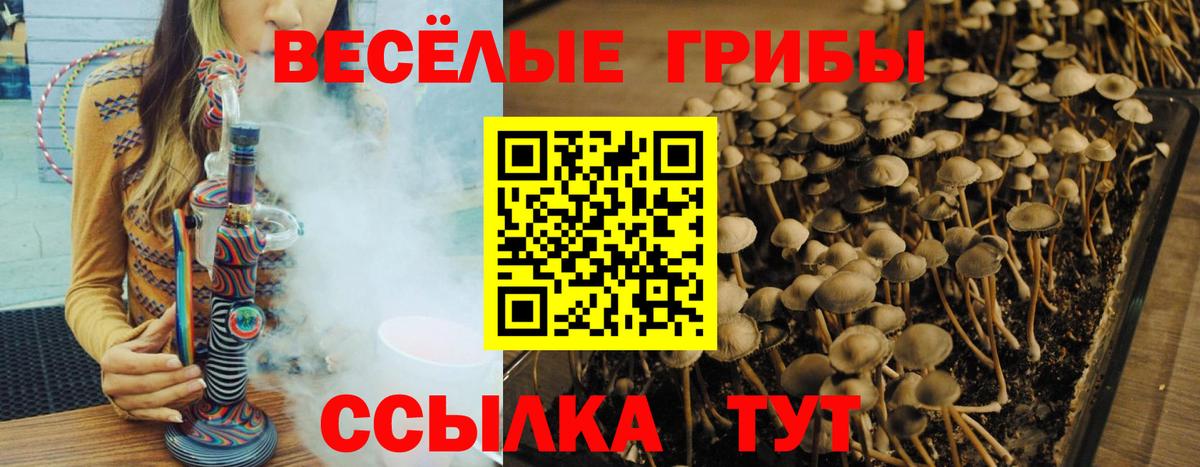 Псилоцибиновые грибы GOLDEN TEACHER  Вход с VPN  Галлюциногенные грибы Psilocybine cubensis  Янаул 